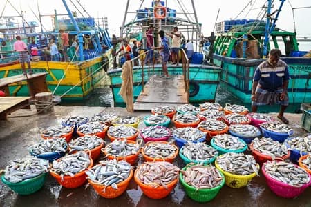 अमेरिकी टैरिफ के बावजूद भारत के समुद्री खाद्य निर्यात में रिकॉर्ड बढ़ोतरी : केंद्र