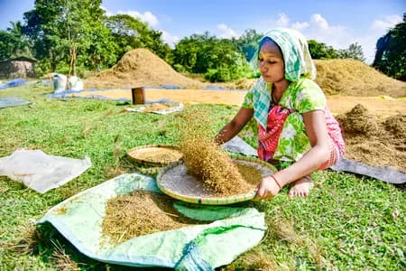 भारत का खाद्यान्न उत्पादन बीते 10 वर्षों में 100 मिलियन टन से अधिक बढ़ा