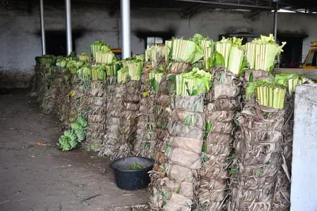 तमिलनाडु : बारिश में बागान तबाह होने से केले के पत्तों की कीमतों में उछाल