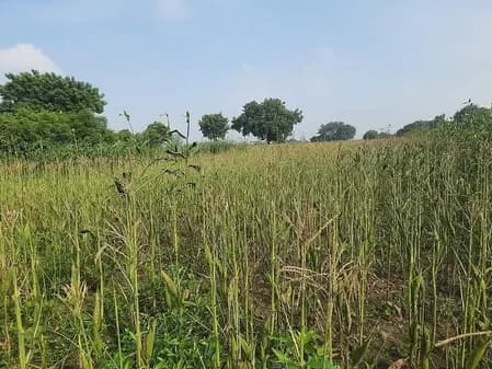 तमिलनाडु : वेप्पंथट्टई में लगातार बारिश से मक्के की फसल बर्बाद, किसानों ने की मुआवजे की मांग
