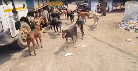 महाराष्ट्र: लातूर में आवारा कुत्तों का आतंक, एक दिन में महिला डॉक्टर समेत 35 लोगों पर हमला
