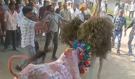 मध्य प्रदेश: राजगढ़ के सुल्तानिया में मनाया गया तमिलनाडु के जल्लीकट्टू की तर्ज पर 'छोड़ा' उत्सव