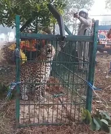 उत्तराखंड: ऊधम सिंह नगर में गुलदार की दहशत जारी, काशीपुर में पिंजरे में फंसा गुलदार
