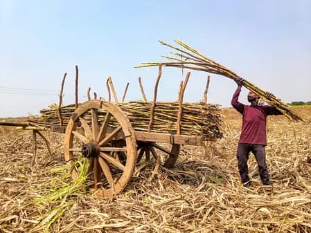 यूपी : गन्ने की फसल पर चूसक कीटों का खतरा, विभाग ने जारी किया अलर्ट