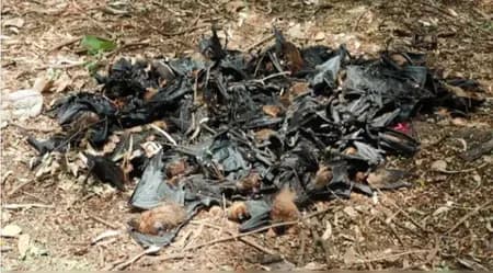 छत्तीसगढ़ के बालोद में चमगादड़ों की रहस्यमयी मौत, जांच के लिए भोपाल भेजे गए नमूने