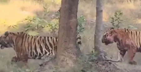 संजय टाइगर रिजर्व में दो नर बाघों का संघर्ष थमा, बाघिन टी-40 शावकों संग पर्यटन क्षेत्र में लौटी