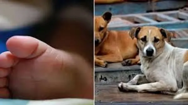 रीवा में कुत्तों ने नोंचा नवजात का शव, फेंकने वाले की तलाश में जुटी पुलिस
