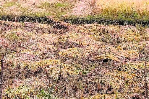 मोंथा का असर:बेमौसम बारिश ने किसानो की बढाई चिंता