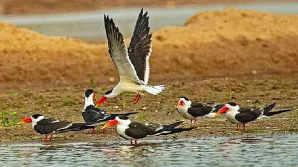 मुरैना: चंबल में पाए जाते हैं दुनिया के 80 फीसदी इंडियन स्कीमर, प्रजनन के लिए अनुकूल है मौसम