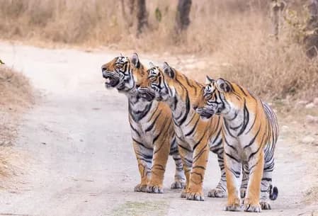 विश्व बाघ दिवस पर पीएम मोदी का गर्व, बोले- 70% वैश्विक बाघ आबादी भारत में