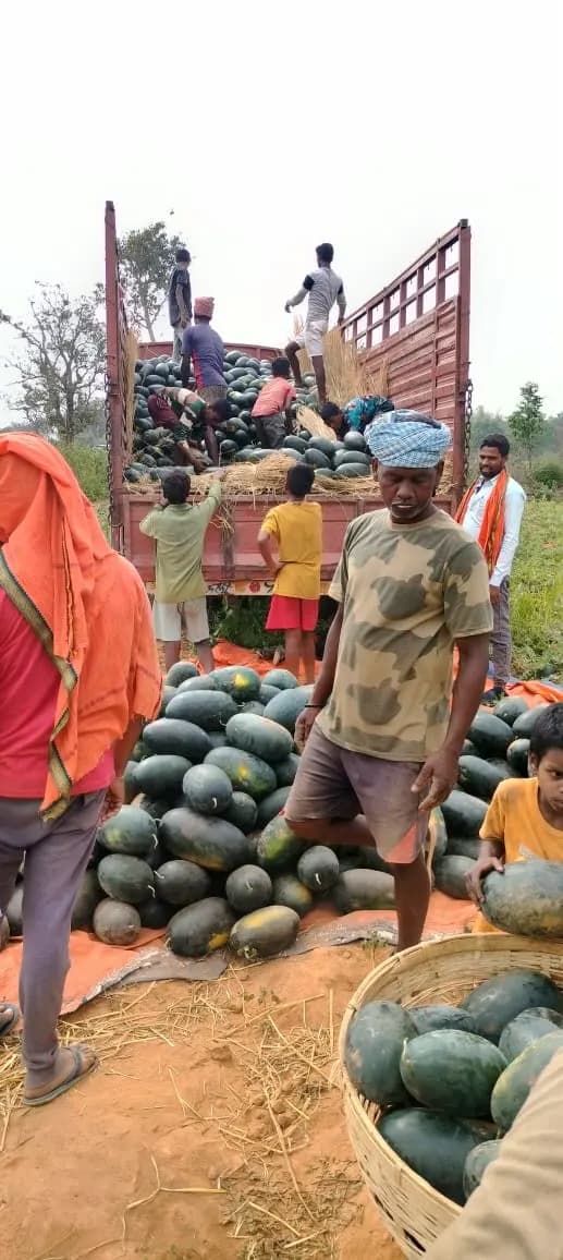 अफीम के लिए बदनाम खूंटी बन रहा तरबूज और खीरा उत्पादन का हब