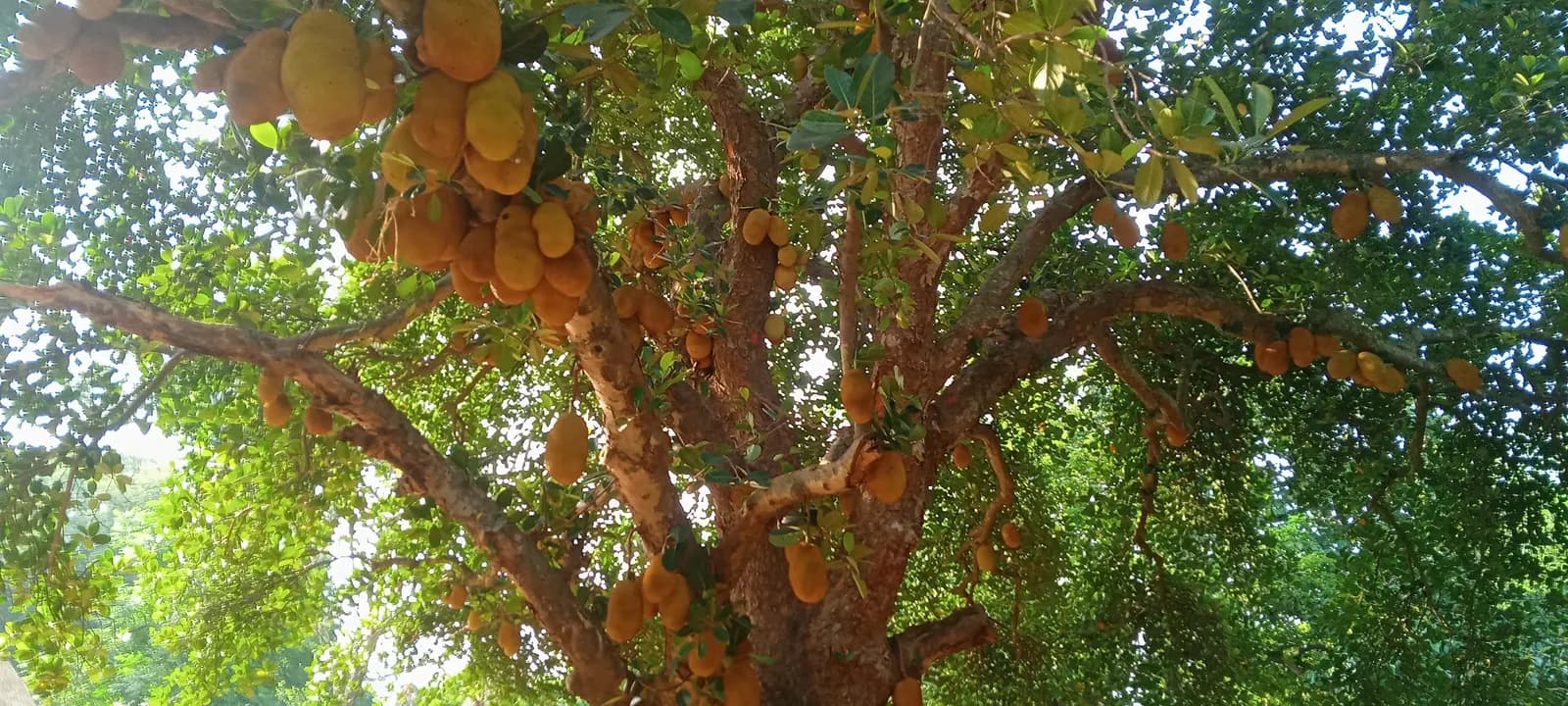 अपनी मेहनत से बागवानी में गढ़ाटोली के यदु दंपती ने बनाई अलग पहचान