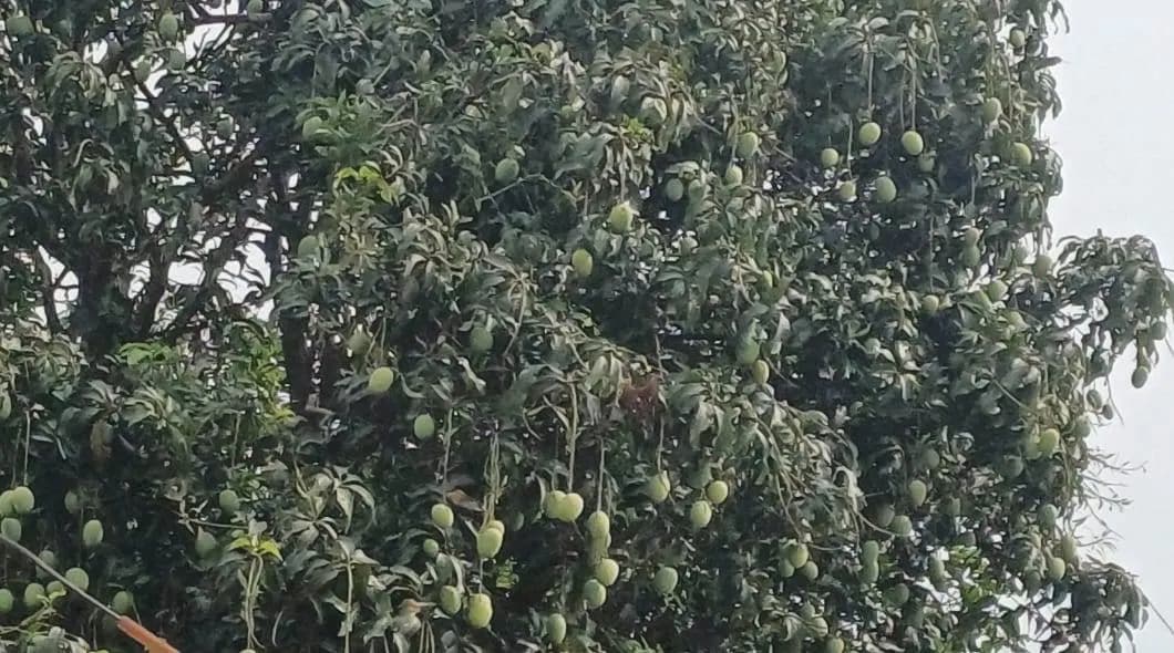 इस साल झारखंड के लोग तरसेंगे बीजू आम को, उत्पादन हुआ कम