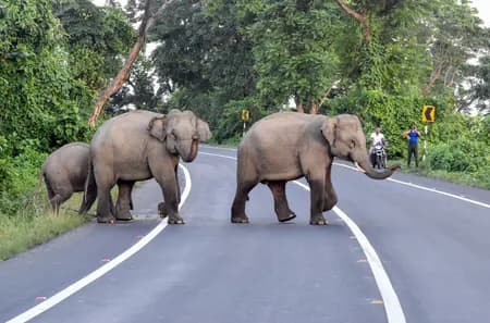 मानव–वन्यजीव टकराव बना गंभीर संकट, तमिलनाडु में एक दशक में 685 लोगों की मौत