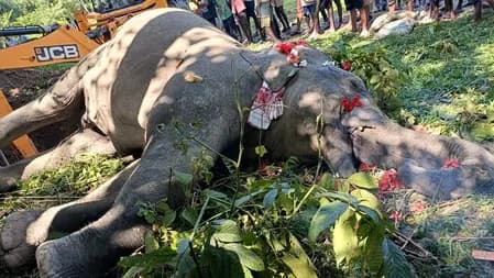 कर्नाटक: कीचड़ से बचाए जाने के तीन दिन बाद जंगली हाथी की मौत