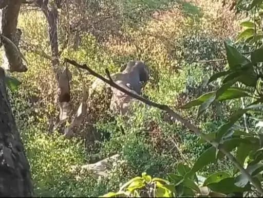 अनूपपुर: तीन हाथियों का झुंड बटा दो हिस्सों में, वन विभाग की चिंता बढ़ी