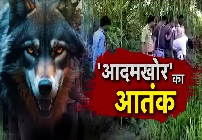 बहराइच में आदमखोर भेड़िये ने फिर बच्ची पर किया हमला, अब तक 10 की ले चुके हैं जान