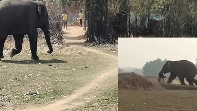 कुएं में गिरे हाथी के बच्चे का बाहर निकालने में जुटा वन विभाग