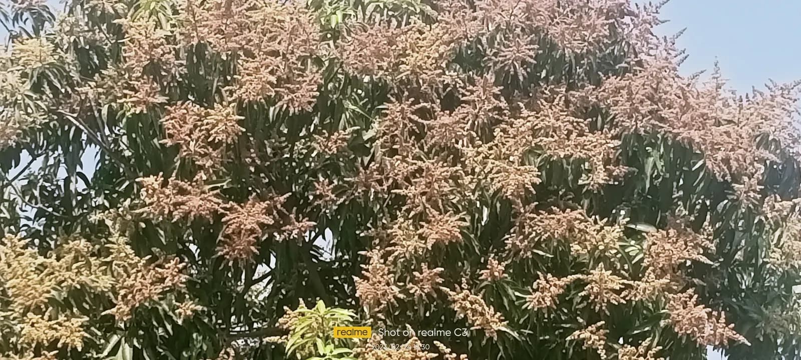 रूठ गया ऋतुराज बसंत, फरवरी में ही मई की गर्मी का एहसास