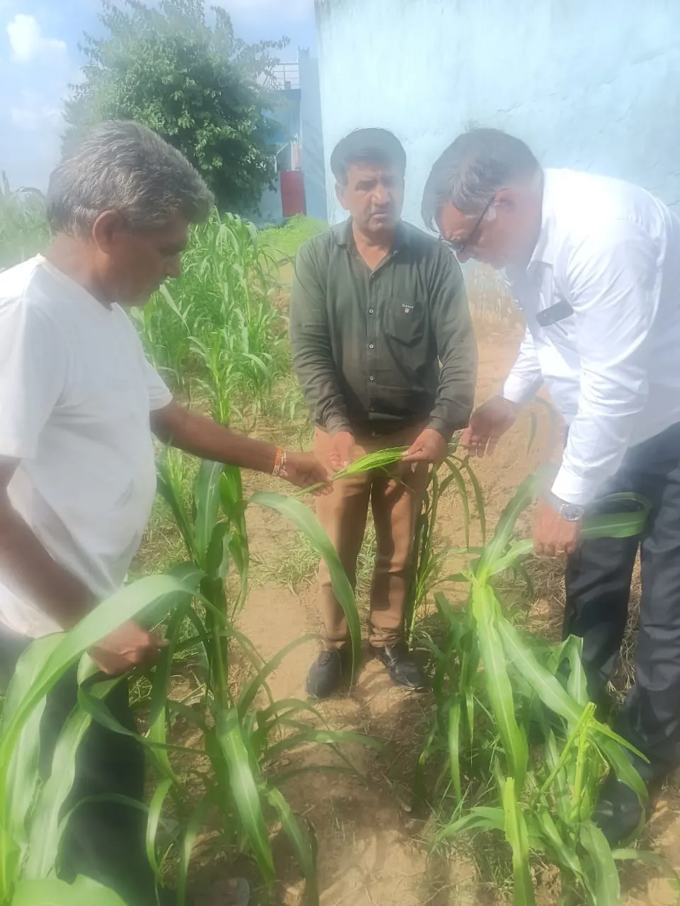 नारनौल: कृषि विभाग की टीम ने फसलों में लगे रोगों का किया सर्वेक्षण