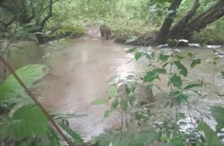 झारखंड के सारंडा जंगल में नक्सलियों के आईईडी विस्फोट से बुरी तरह जख्मी हुआ हाथी