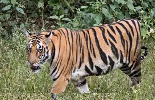 बाघ ने खेत में काम कर रहे किसान को बनाया शिकार, ग्रामीणों में आक्रोश