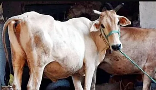 भोपाल के मुस्लिम समाज की मांग, गाय को राष्ट्रीय पशु का दर्जा दिया जाए