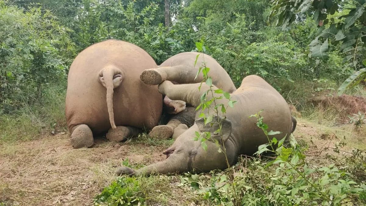 रायगढ़ जिले में करंट की चपेट में आने से तीन हाथियों की मौत