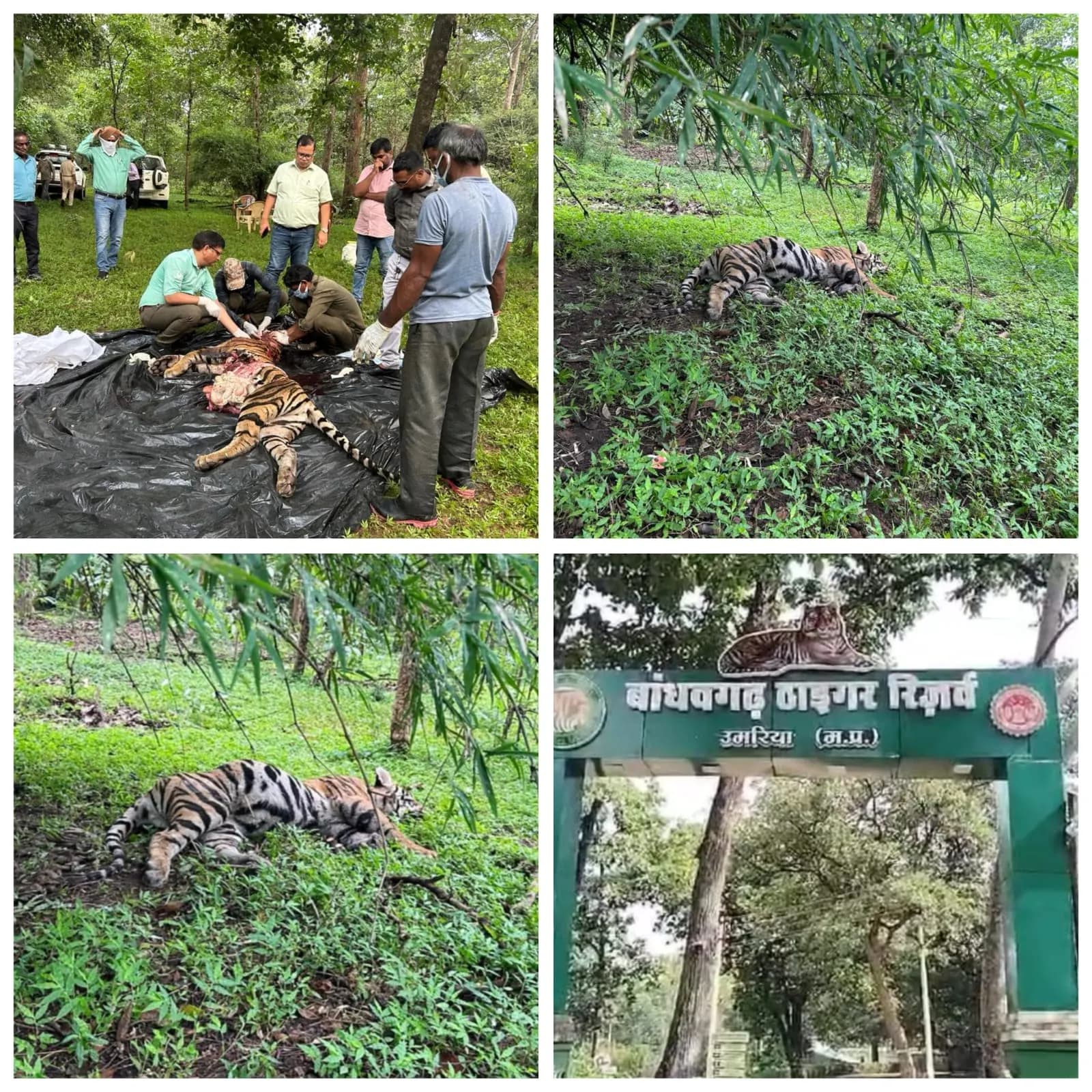 बांधवगढ़ टाइगर रिजर्व में मादा बाघ शावक की मौत, गश्त के दौरान मिला शव