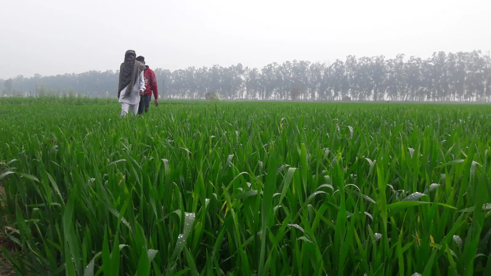 जींद : बारिश ने किसानों के चेहरे खिले,गेहूं की फसल के लिए लाभकारी