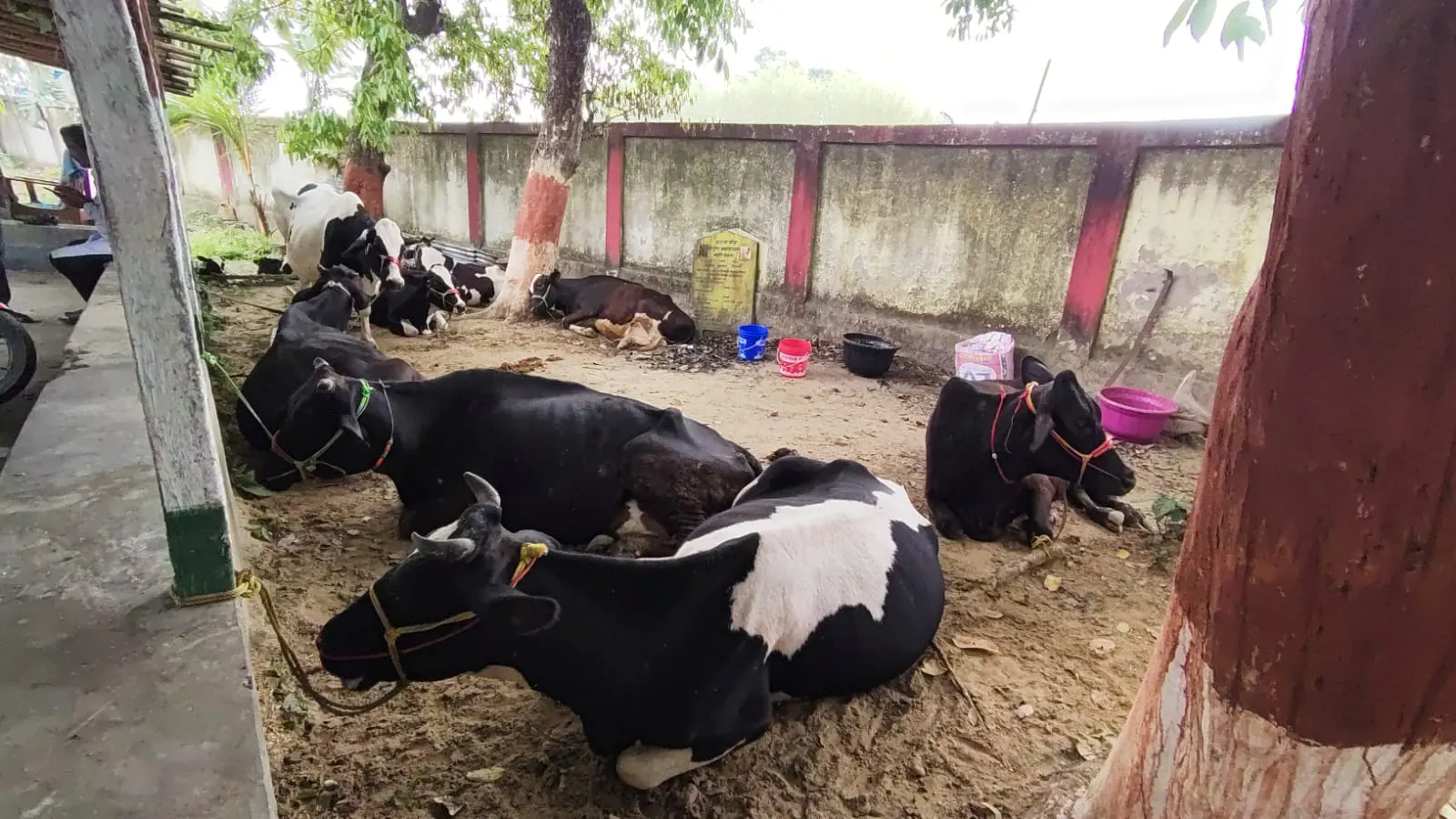 मवेशियों से लदा DCM जब्त, दो हिरासत में
