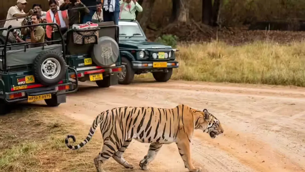 मंडलाः कान्हा टाइगर रिजर्व में सख्ती, कोर पर्यटन क्षेत्र में मोबाइल फोन पूरी तरह प्रतिबंधित