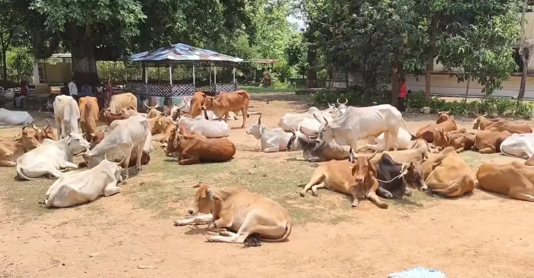 पुलिस ने 70 जोड़ी बैल को किया जब्त