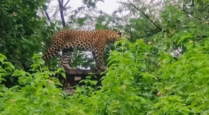 जयपुर में फैक्ट्री तक पहुंचा लेपर्ड, एमएनआईटी और स्मृति वन में सर्च