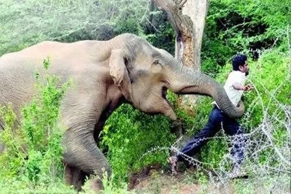 बलौदाबाजार : हाथी के हमले में एक ग्रामीण की मौत, मृतक के परिजन को दी गई तात्कालिक सहायता राशि