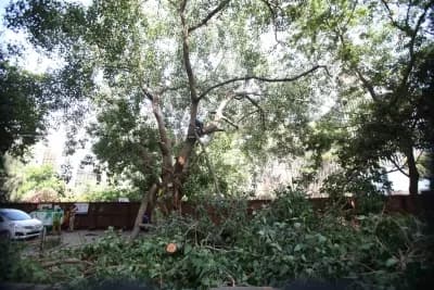 भोपाल: अयोध्या बायपास को 10 लेन बनाने के लिए पेड़ कटाई पर लगी रोक