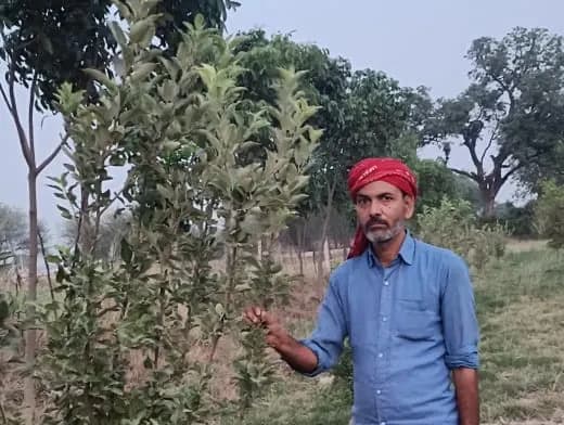 बुंदेलखंड की जमी पर कमलम की खेती से अब किसानों की चमकेगी तकदीर