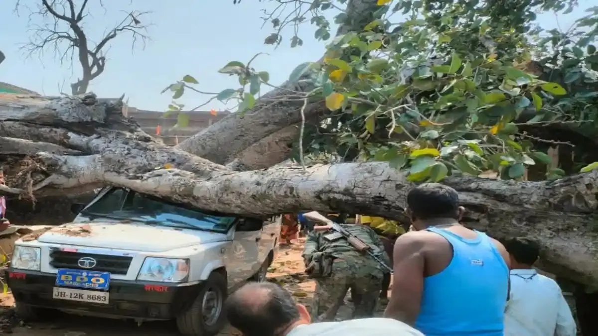 बीडीओ की गाड़ी पर गिरा विशाल पेड़, चालक गंभीर रूप से घायल, बाल-बाल बचे सीओ ,बीडीओ और बीपीओ