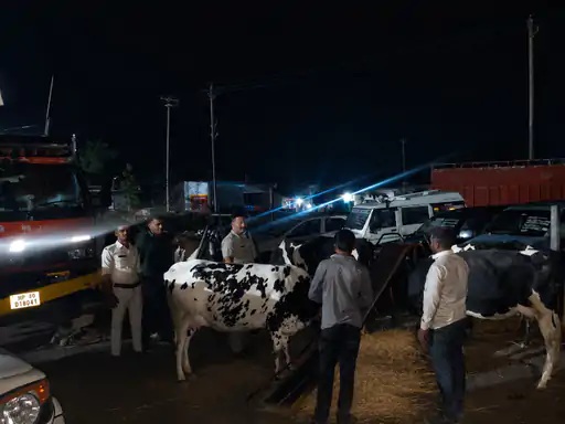 सिवनी में गोवंश से भरा ट्रक जब्त, चार तस्कर गिरफ्तार, यूपी से महाराष्ट्र ले जाया जा रहा था