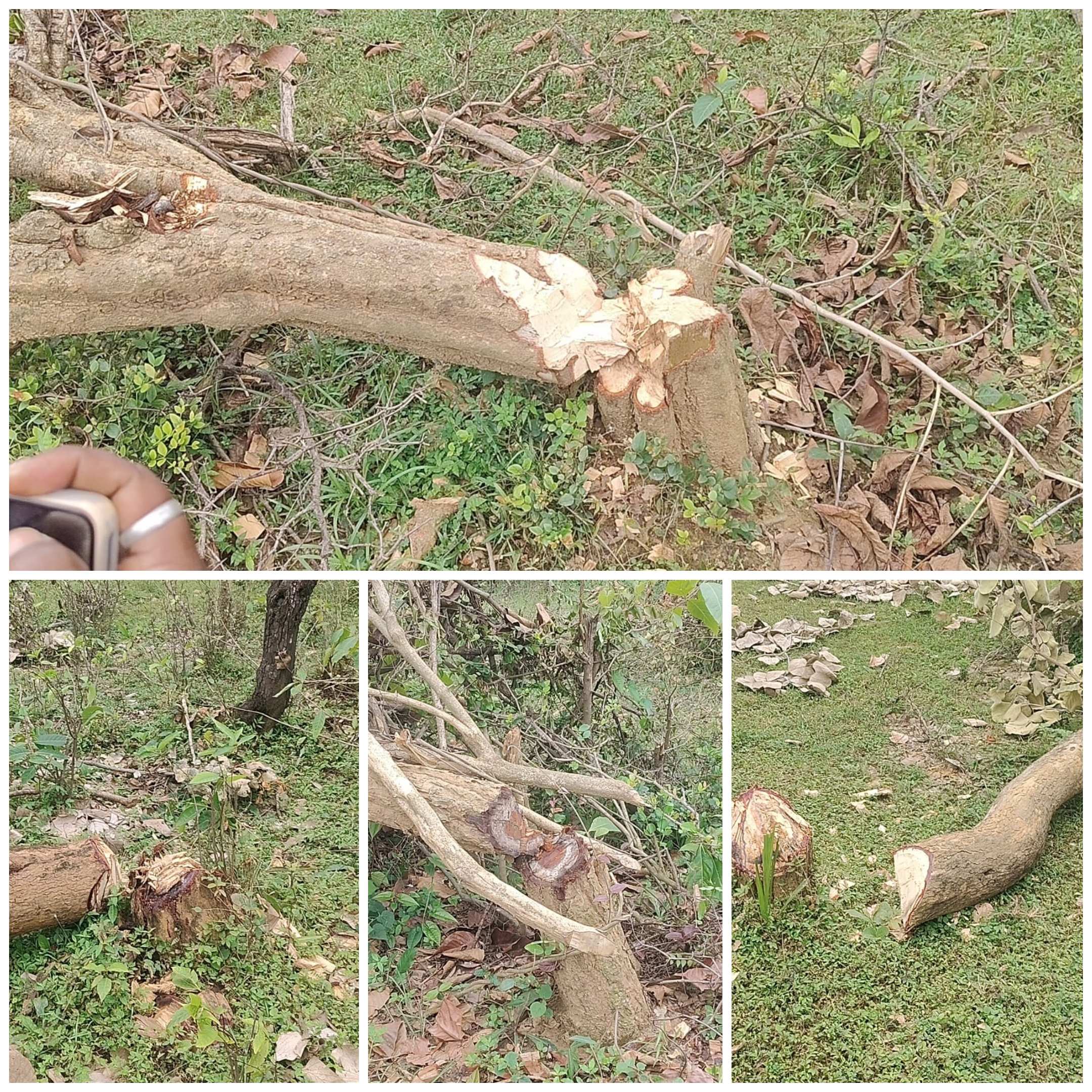 100 एकड़ वनभूमि में पेड़ों की अंधाधुंध कटाई से बढ़ी चिंता, बलरामपुर में कब्जे के लिए मचान बनाने का आरोप