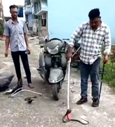 स्कूटी की हेडलाइट में छिपा था कोबरा, मशक्कत के बाद रेस्क्यू
