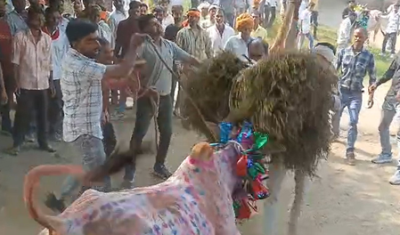 मध्य प्रदेश: राजगढ़ के सुल्तानिया में मनाया गया तमिलनाडु के जल्लीकट्टू की तर्ज पर 'छोड़ा' उत्सव