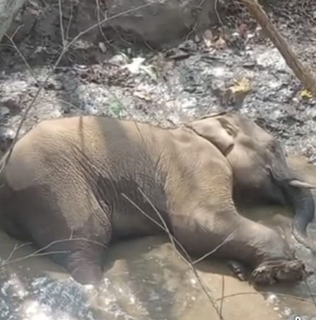 झारखंड के सारंडा में नक्सलियों के आईईडी विस्फोट में घायल एक और हाथी ने तोड़ा दम