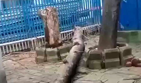 कोलकाता में बड़ा हादसा, SSKM अस्पताल परिसर में पेड़ गिरने से महिला की मौत
