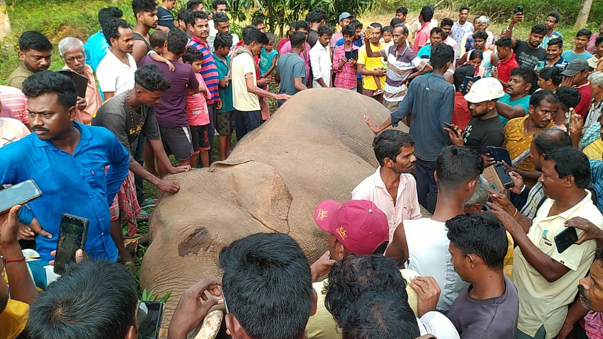 झाड़ग्राम में हाथी की मौत, करेंट लगने की आशंका