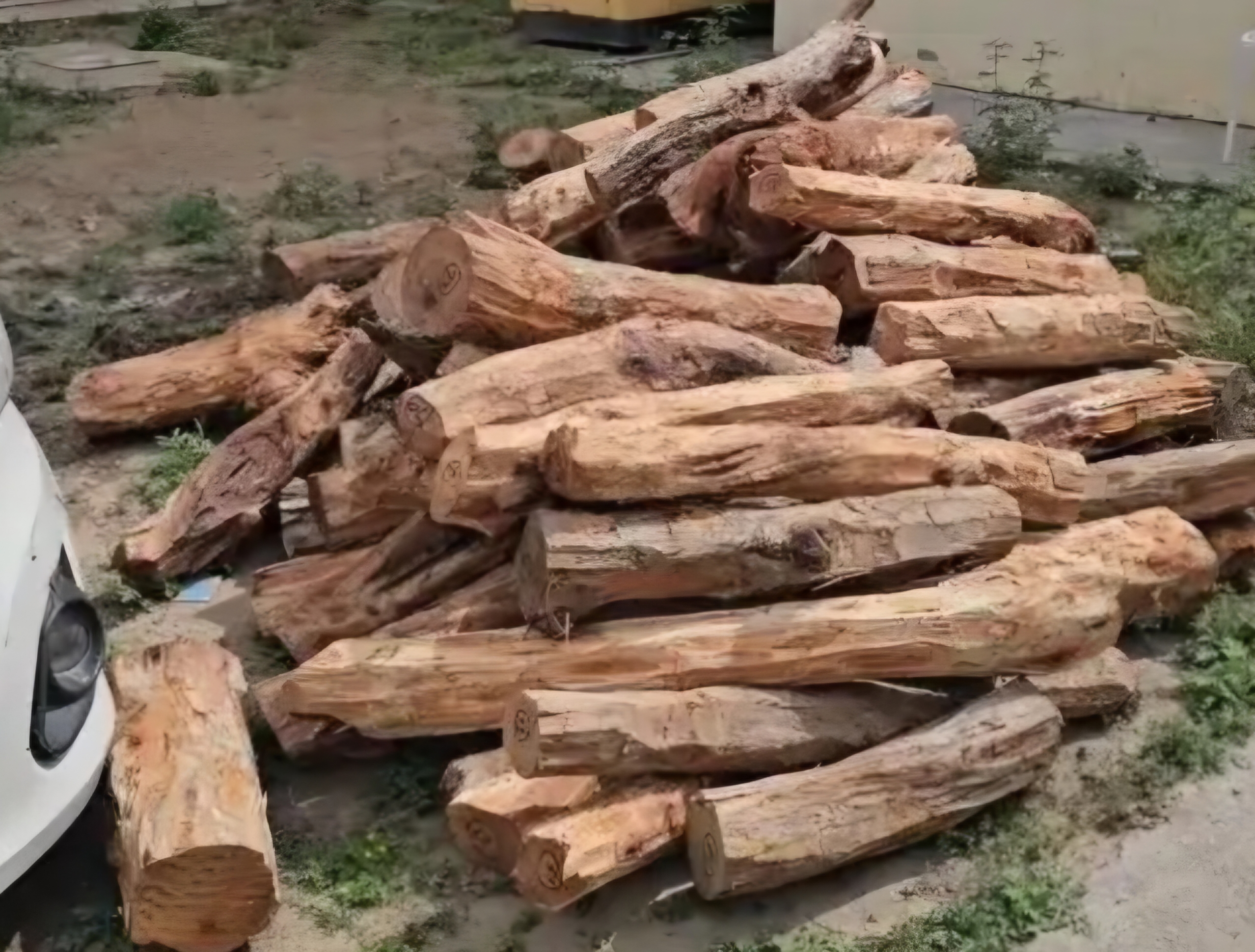 यमुनानगर में खैर के पेड़ों की तस्करी का शक, कलेसर जंगल में अवैध कटाई