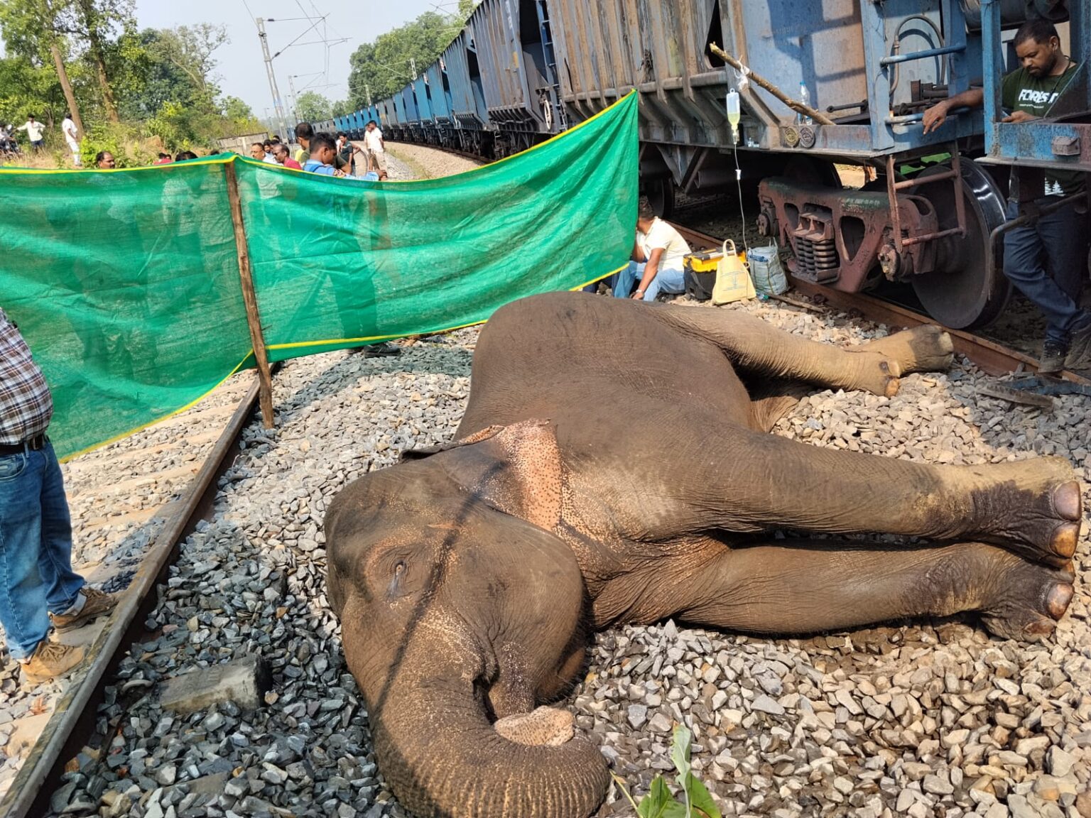 मालगाड़ी की चपेट में आए हाथी की मौत, बचाने के प्रयास रहे नाकाम