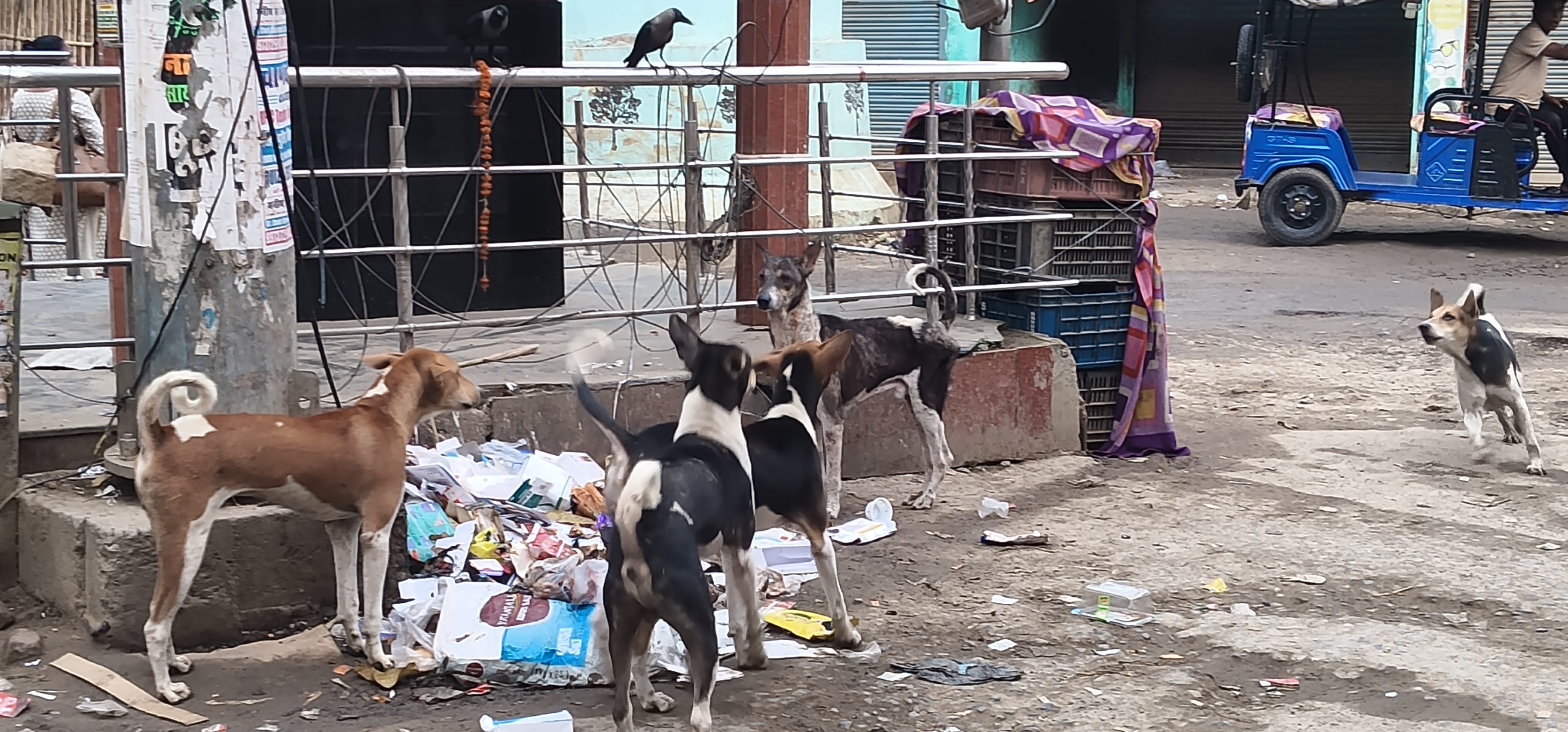 आवारा कुत्तों के झुंड से राहगीर बेहाल, मांस-मछली दुकानों के पास बढ़ा आतंक
