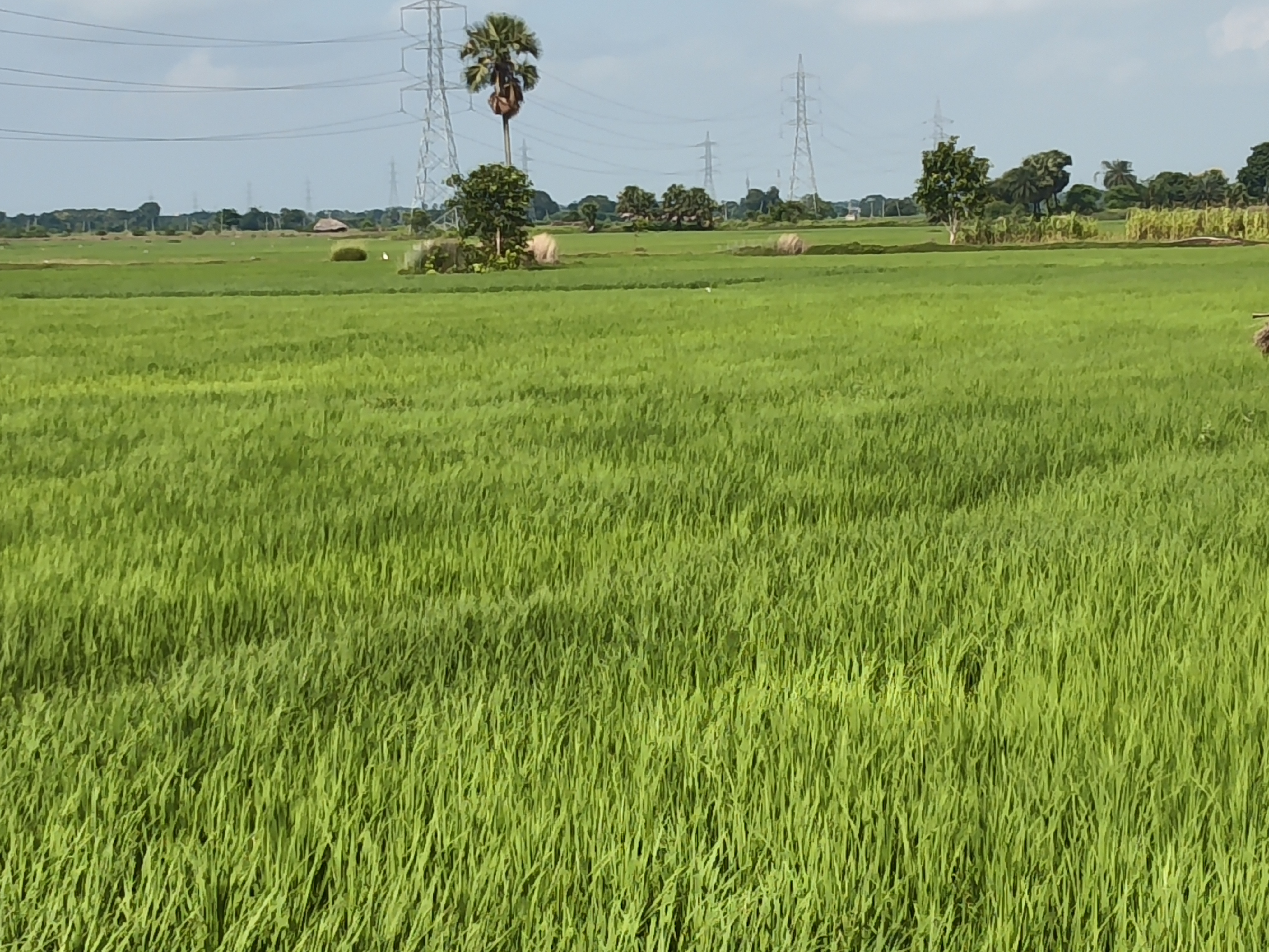 बारिश बनी वरदान, खेतों में चमकी धान की फसल; किसानों को मिली राहत