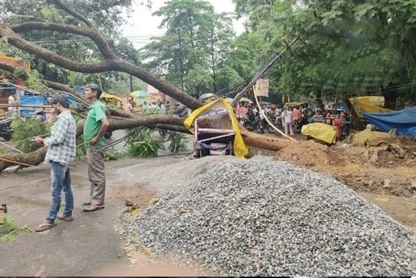 रांची में बारिश और तेज हवा का असर: हाई-टेंशन तार पर गिरा विशाल पेड़, कई इलाकों की बिजली ठप